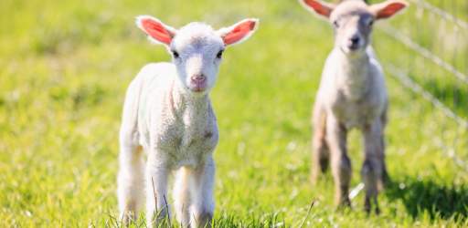 Bocketts Farm Lambs
