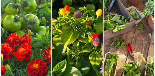 Exploring the flavours of the World Food Garden at RHS Wisley Dining Club