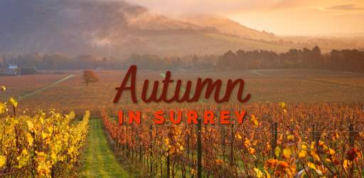 Hello Autumn - Image Denbies Wine Estate