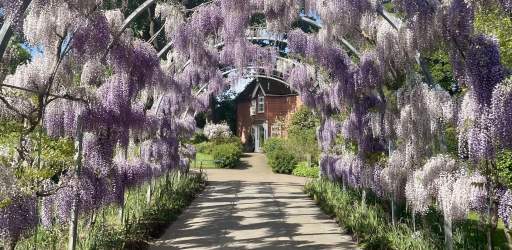 Wisteria at RHS Garden Wisley