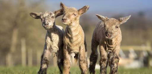 Lambs at Bocketts Farm