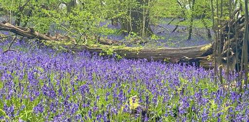 Hatchlands Spring Bluebells