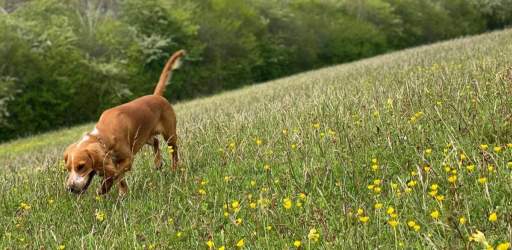 Take the Lead this Surrey Day 2025 with top dog walking destinations