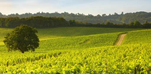 Vineyards of the Surrey Hills' Summer Spectacular wine festival weekend 2025