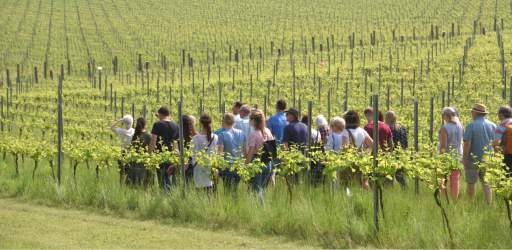 Walking through the vines on a Albury Vineyard Tour Experience