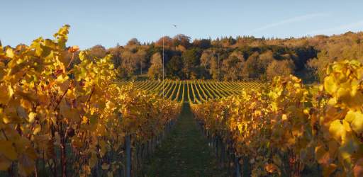 Albury Vineyard at Autumn
