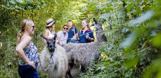 groups of people with two llamas on a trek from Merry Harriers LLama Treks in Surrey