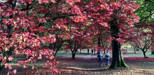 Autumn leaves in the Winkworth Arboretum