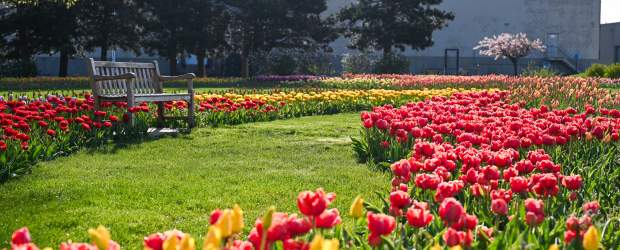 Window on the Waterfront Tulips