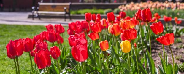 Tulips in park downtown