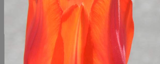 Orange Cassini