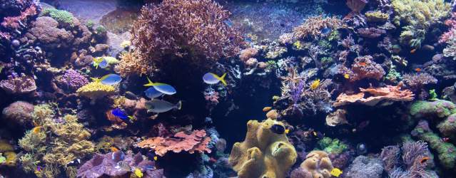 Downtown Aquarium Houston