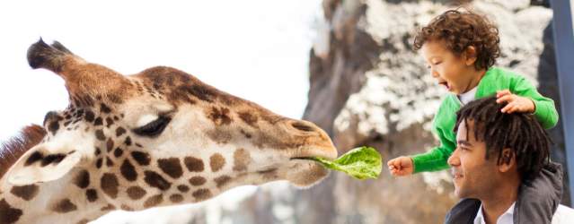 Kid Feeding Giraffe