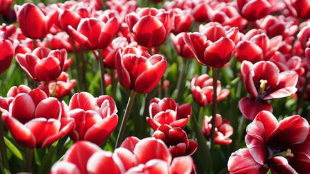 A field of pink tulips in bloom at Albany Tulip Festival