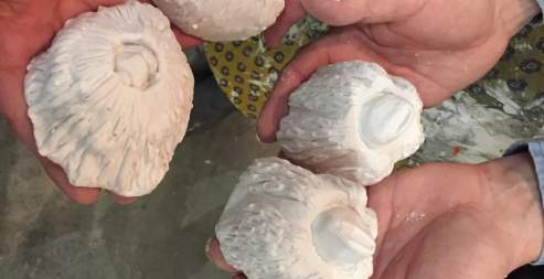 Art Lab Sunday: Barnacles of Belonging