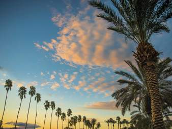 Palm trees and sunset