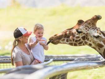 A toddler feeds a giraffe at the Living Desert Zoo & Gardens