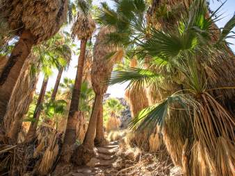 Palm trees along the Andreas Canyon Trail in Indian Canyons