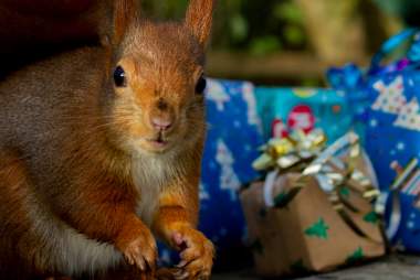 Step into a Medieval Wonderland at Wildwood Devon This Christmas