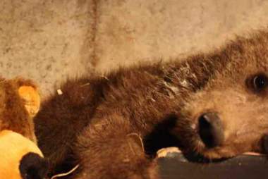 Diego arrives in Devon following life-saving rescue