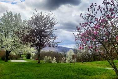 Wildflowers, Waterways, and Wonder: Springtime Must-dos in the Raystown Lake Region