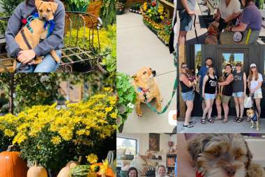 Meet the Dogs at Holland's