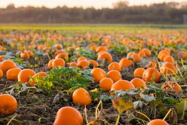 Lil' Bitz Pumpkin Patch