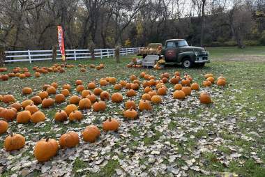 Buffalo River Pumpkin Patch