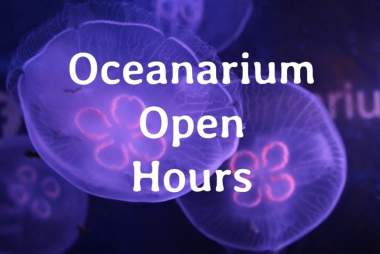 Oceanarium Open Hours