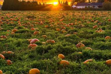 Lil' Pumpkin Days
