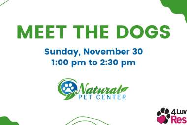 Meet the Dogs at Natural Pet Center