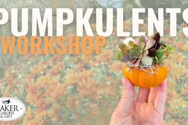 Pumpkulent Workshop