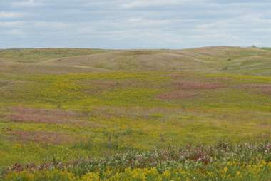 Volunteer Stewardship Project: Spotted Knapweed Pull on Felton Prairie