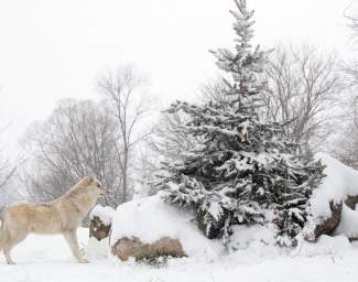 Greater Lafayette Winter Adventures List