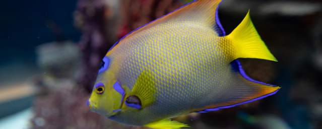 Fish at Electric City Aquarium & Reptile Den