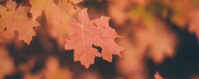 Fall Leaves