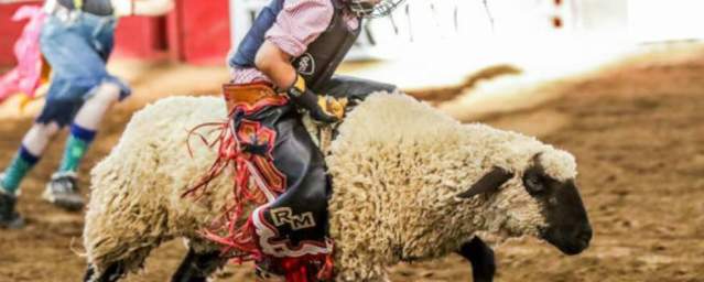 boy riding a sheep at Utah County Fair Mutton Bust