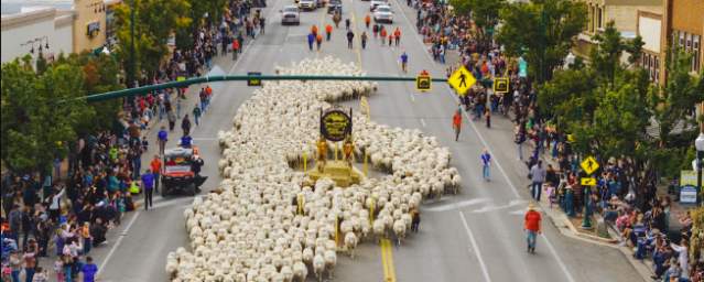 Sheep Parade