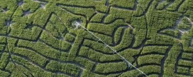 Cornbelly's Maze