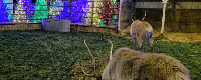 Luminaria Reindeer Woods