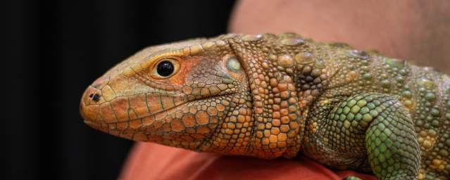 Reptile on a persons shoulder