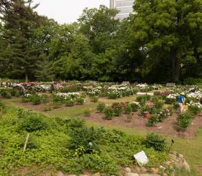 University of Michigan Nichols Arboretum