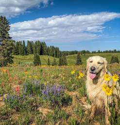 Dog Posing in Wildflowers on Grand Mesa