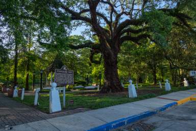 Evangeline Oak