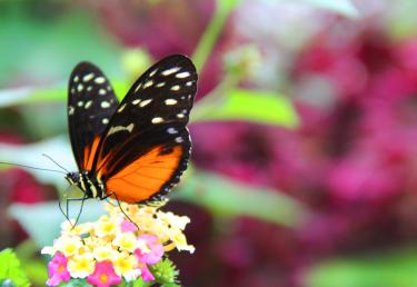 Brewing Locally Image