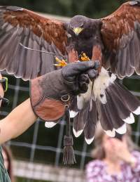 Bird of prey display at Noah's Ark Zoo Farm near Bristol - credit Noah's Ark Zoo Farm