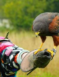 Person holding hawk at Bird of Prey Project near Bristol - credit Bird of Prey Project