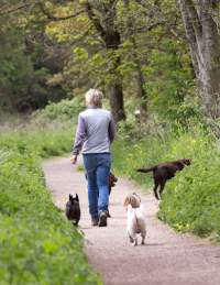 Person walking three dogs on the bankside path at Conham River Park in East Bristol - credit Paul Box