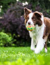 A dog catching a ball in a park