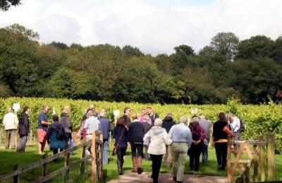 Vineyard tour at Aldwick Estate in North Somerset, near Bristol - credit Aldwick Estate